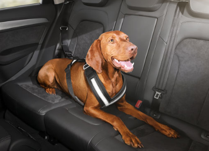 Harnais pour chien
